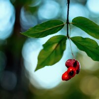 Бересклет бородавчатый Euonymus verrucosus :: Андрей Батранин