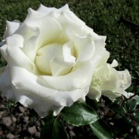 Белая роза во все времена - символ невинности и Божества :: Елена Павлова (Смолова)