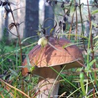 Белый гриб (Boletus edulis), Боровик :: lenrouz 