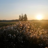 Сегодня утром :: Вадим 