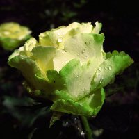 Зеленая роза Лимбо в капельках дождя :: Лидия Бараблина