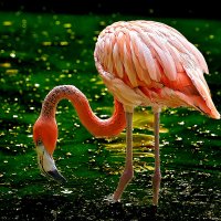 Фламинго. :: Виктор Шпаков