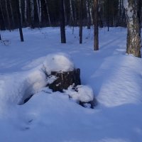 Пень в снегу :: Олег Афанасьевич Сергеев