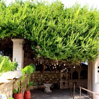 Миртовое дерево в монастыре Пальяни. Крит. :: Любовь С.