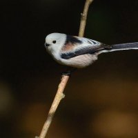 Длиннохвостая синица или ополовник( Aegithalos caudatus) :: Иван 