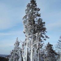 зима :: Анастасия Антонова