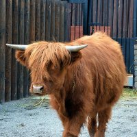 Шотландская корова с челкой :: Ольга (crim41evp)