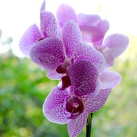 Орхидея в контровом свете :: Евгений Шувалов