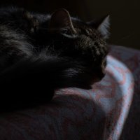 Кошка спит на кровати :: Cissa Andebo
