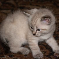 Белый котенок :: Cissa Andebo