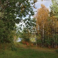 Осенний лес :: Ольга 