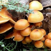 И на даче грибы растут!... :: Лидия Бараблина