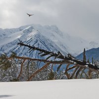 Зима в горах :: Анатолий Стрельченко
