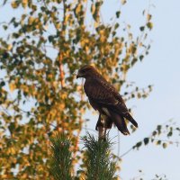 Во всей красе :: Татьяна Ломтева