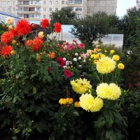 Цветочный сад. :: Ильсияр Шакирова