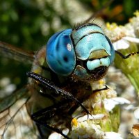 Макро портрет большой голубой стрекозы :: Лидия Бараблина