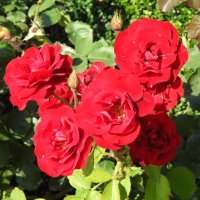Красные розы Дании :: Natalia Harries