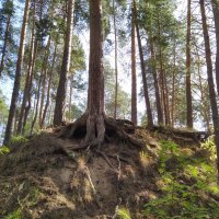 Последний день лета в сосновом бору. :: Наталья Ильина