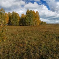 Березки меняют наряд :: Алексей Мезенцев