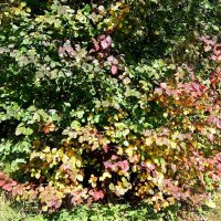 Черноплодная рябина -  настоящее украшение осеннего сада :: Елена Павлова (Смолова)