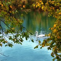 осень на реке Ааре :: Elena Wymann