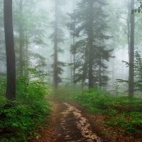 туман в летнем лесу :: Elena Wymann