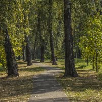 Березы по бокам, дорогу охраняют. :: Петр Беляков