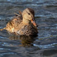 Серая утка(Mareca strepera) :: Иван 