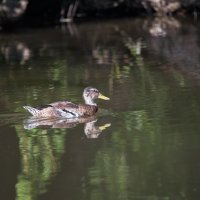 Уточка. :: Владимир Безбородов