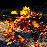 Дубовая ветка над засыпанным листвою прудом... :: Лидия Бараблина