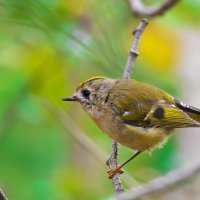 Желтоголовый королёк (лат. Regulus regulus) :: Vladimir Belchikov