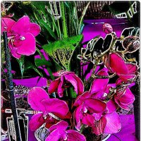Грёзы розовой орхидеи :: Нина Корешкова