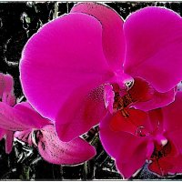 Грёзы розовой орхидеи :: Нина Корешкова