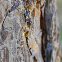 "Зарождение янтаря" или муравей в смоле дерева. :: Alexey YakovLev