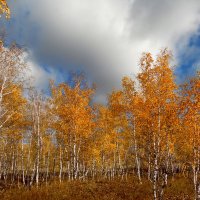 Оделись в золото леса... :: nadyasilyuk Вознюк