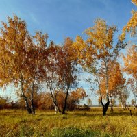 Осенний танец берёз. :: nadyasilyuk Вознюк