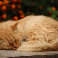 Осенний кот... :: mirtine 