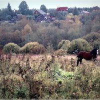 пейзаж с лошадью :: Любовь 