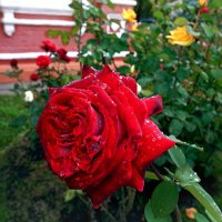 Цветы сентября самые выносливые. :: Татьяна Помогалова