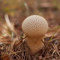 mushroom and the face of the forest :: Ирина Секачева