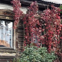 Ярославская окраина, портьеры из осенних листьев :: Николай Белавин