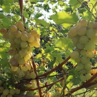 Сорт винограда "Геркулес" :: Gen Vel