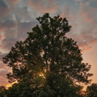 Дерево в лучах закатного солнца :: Нина Богданова