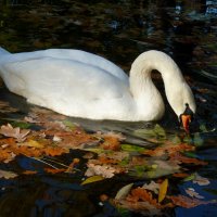 Лебедь и осень... :: Лидия Бараблина