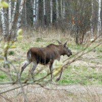 Встреча в лесу :: Марина 