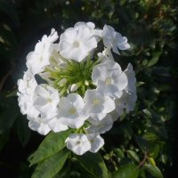 Белый цветок. :: Наталья Цыганова 