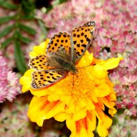 бабочки на осенней флоре 2 :: Александр Прокудин