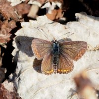 бабочки на осенней флоре 4 :: Александр Прокудин