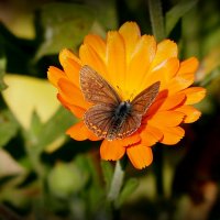 бабочки на осенней флоре 5 :: Александр Прокудин