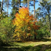 Красавец - клён в золотом наряде осени. :: Милешкин Владимир Алексеевич 